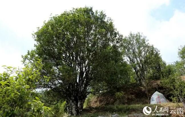 关于白莺山村 多样性古茶树的多样性选择的新闻(3)