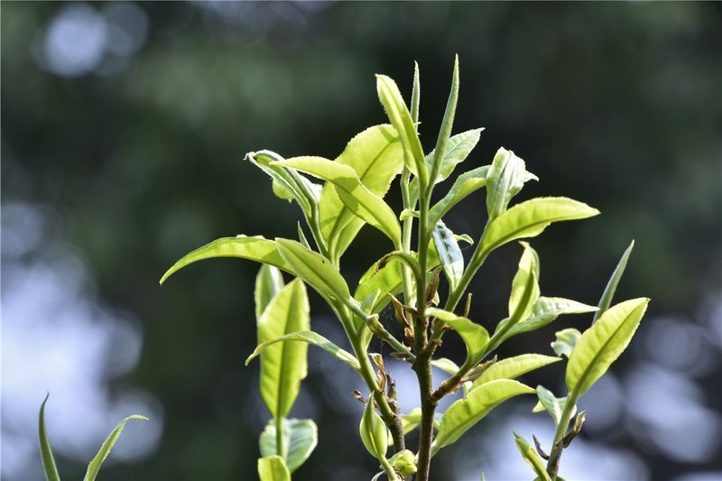 有关于一周速读：茶叶进出口、茶叶区域公用品牌价值、古茶树资源的资讯(8)