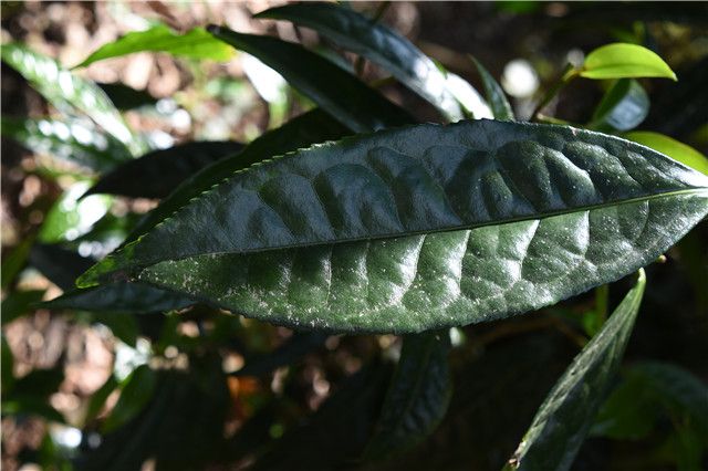 有关于一周速读：茶叶进出口、茶叶区域公用品牌价值、古茶树资源的资讯(5)