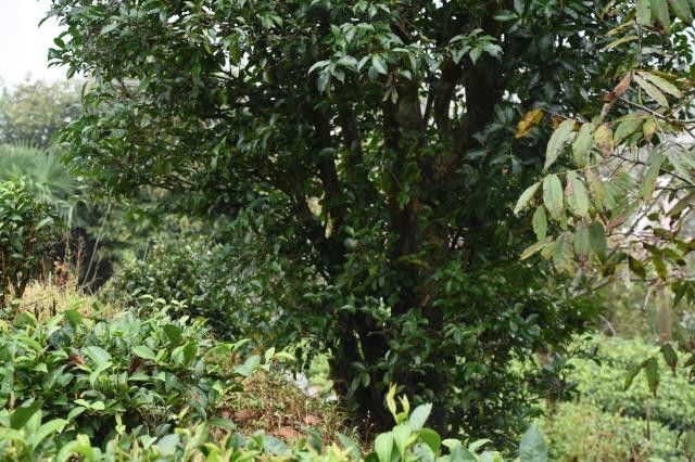 有关于一周速读：茶叶进出口、茶叶区域公用品牌价值、古茶树资源的资讯(2)