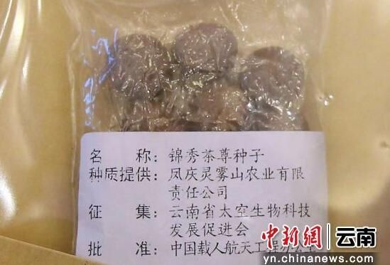 有关于云南凤庆茶籽遨游太空半年回家的内容(1)