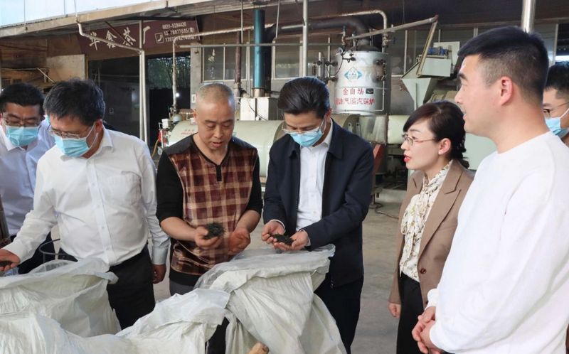 关于高县领导调研春耕生产及茶产业高质量发展工作的信息(1)