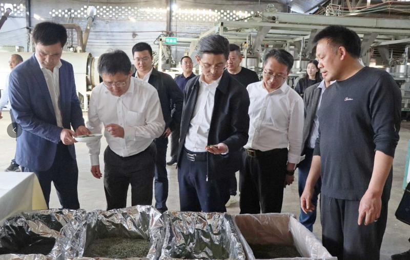 关于高县领导调研春耕生产及茶产业高质量发展工作的信息(2)