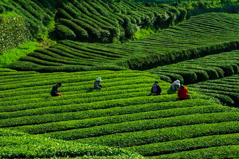 有关于汉中西乡：产量可达1.2万吨！36万亩茶园进入采摘期的最新消息(1)