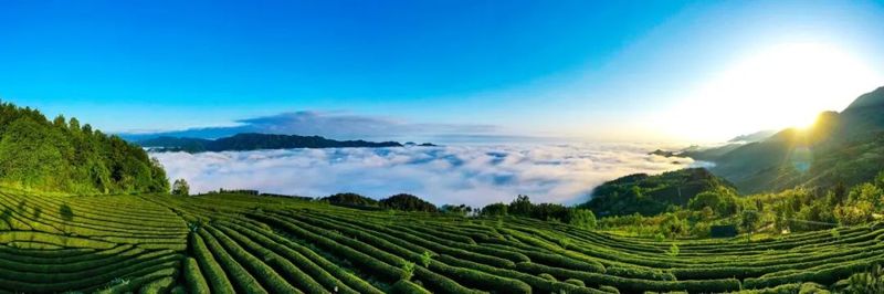 有关于汉中西乡：产量可达1.2万吨！36万亩茶园进入采摘期的最新消息