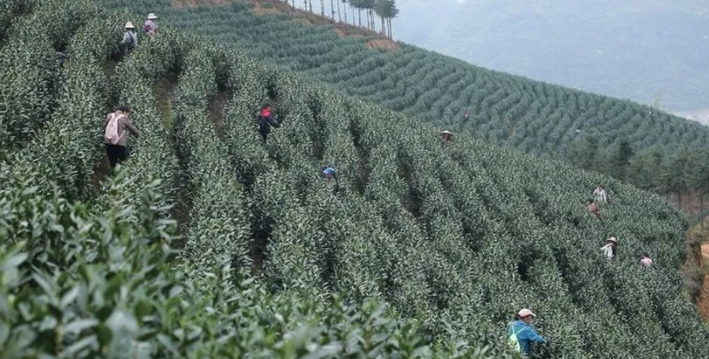 有关于小圩壮族乡崇江村：上春山采春茶 茶韵飘香促振兴的新闻(2)