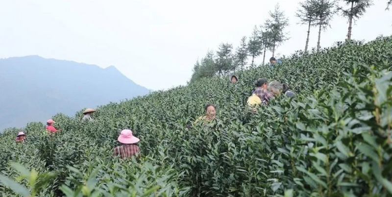 有关于小圩壮族乡崇江村：上春山采春茶 茶韵飘香促振兴的新闻(1)