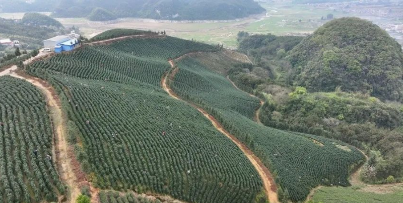 有关于小圩壮族乡崇江村：上春山采春茶 茶韵飘香促振兴的新闻