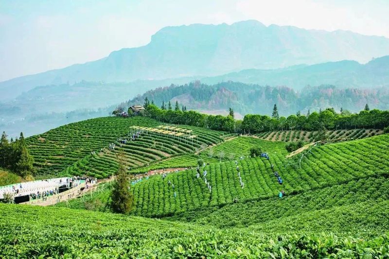 关于普安县茶产业蓬勃发展成效喜人的消息