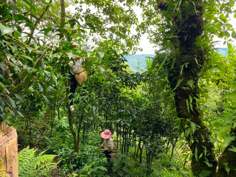 有关于绿春县大兴镇：春茶采摘正当时的新闻