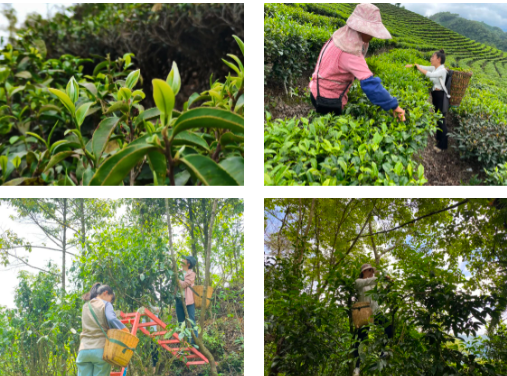 有关于绿春县大兴镇：春茶采摘正当时的新闻(1)