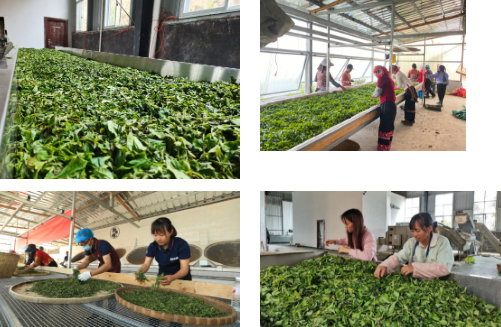 有关于绿春县大兴镇：春茶采摘正当时的新闻(2)