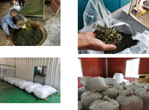 有关于绿春县大兴镇：春茶采摘正当时的新闻(3)