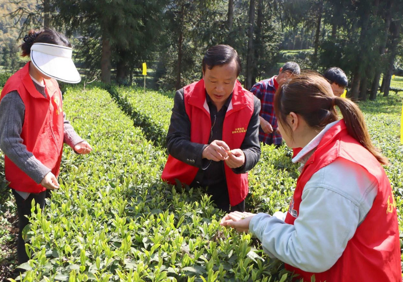 有关于“快闪”来袭！农技专家把技术送到茶园里的信息(2)