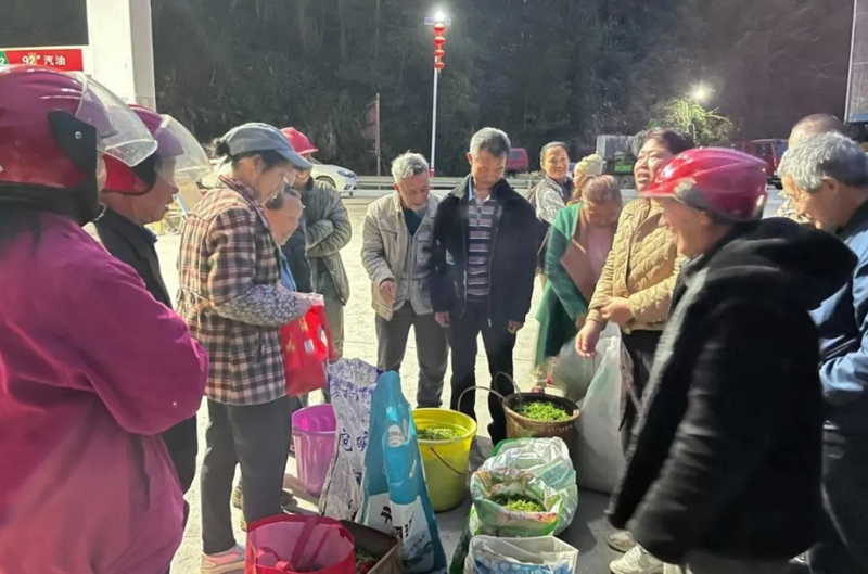 关于泛澧水 上春山 采春茶——沙塔坪乡好风光的相关内容(4)