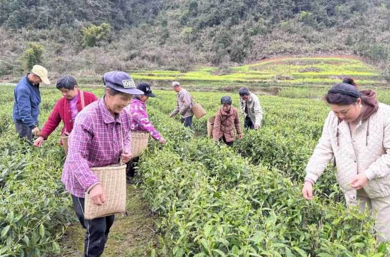 关于泛澧水 上春山 采春茶——沙塔坪乡好风光的相关内容(2)
