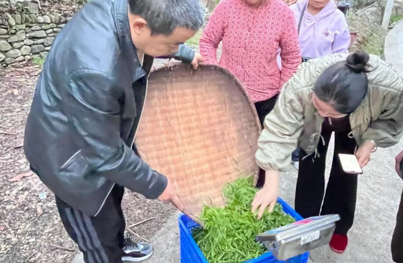 关于泛澧水 上春山 采春茶——沙塔坪乡好风光的相关内容(3)