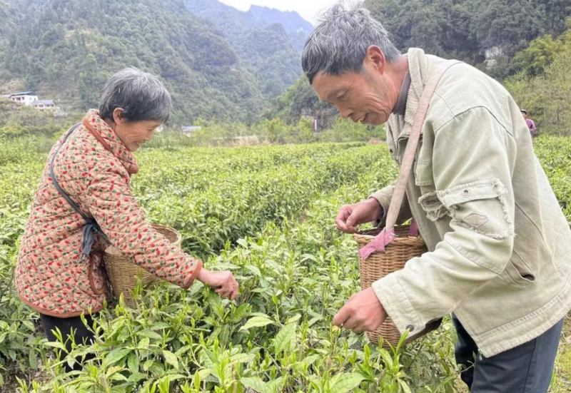 关于泛澧水 上春山 采春茶——沙塔坪乡好风光的相关内容(1)
