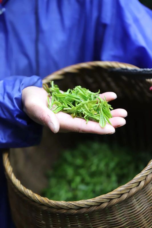 有关于“以茶之名，春游去”——2024于龙井村开启春茶纪的内容(1)