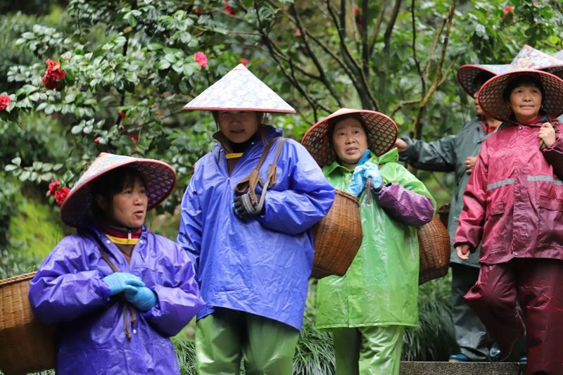 有关于“以茶之名，春游去”——2024于龙井村开启春茶纪的内容(5)