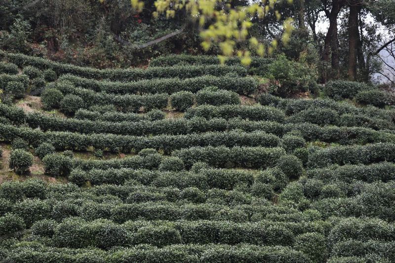 有关于“以茶之名，春游去”——2024于龙井村开启春茶纪的内容(4)