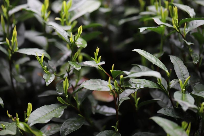 有关于“以茶之名，春游去”——2024于龙井村开启春茶纪的内容