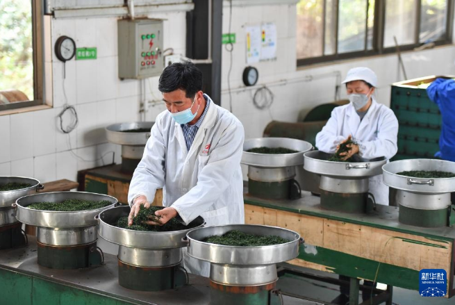 关于湖南省淳口镇 春意正浓茶飘香的最新消息(4)