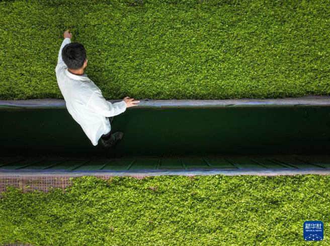 关于湖南省淳口镇 春意正浓茶飘香的最新消息(3)