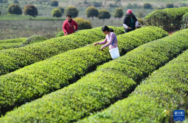 关于湖南省淳口镇 春意正浓茶飘香的最新消息