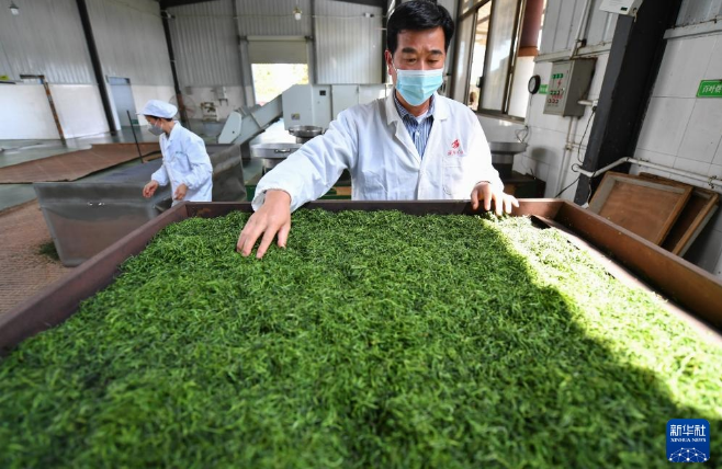 关于湖南省淳口镇 春意正浓茶飘香的最新消息(2)