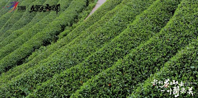 有关于不负好春光，一起采茶去！2024年成都（邛崃）采茶节开幕的消息(13)