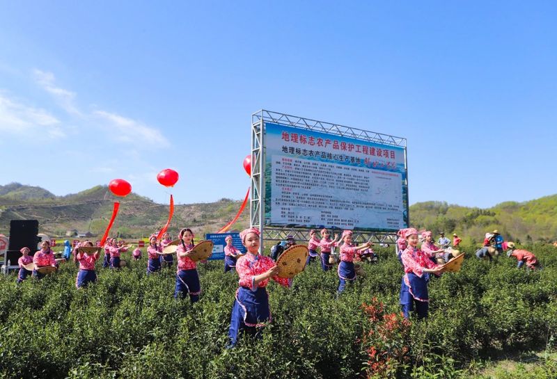 有关于2024舒城小兰花开园仪式在舒城县舒茶镇举行的资讯(11)