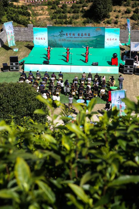 有关于2024宁国黄茶（宣城黄金芽宁国站）开采启动仪式举行的信息(1)