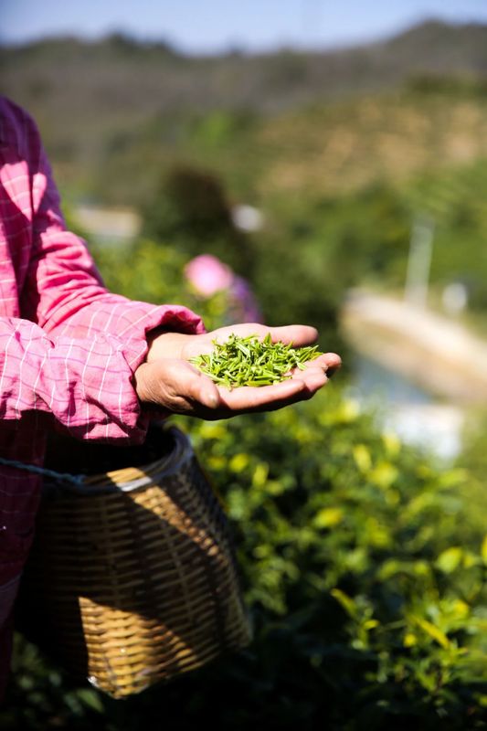 有关于2024宁国黄茶（宣城黄金芽宁国站）开采启动仪式举行的信息(3)