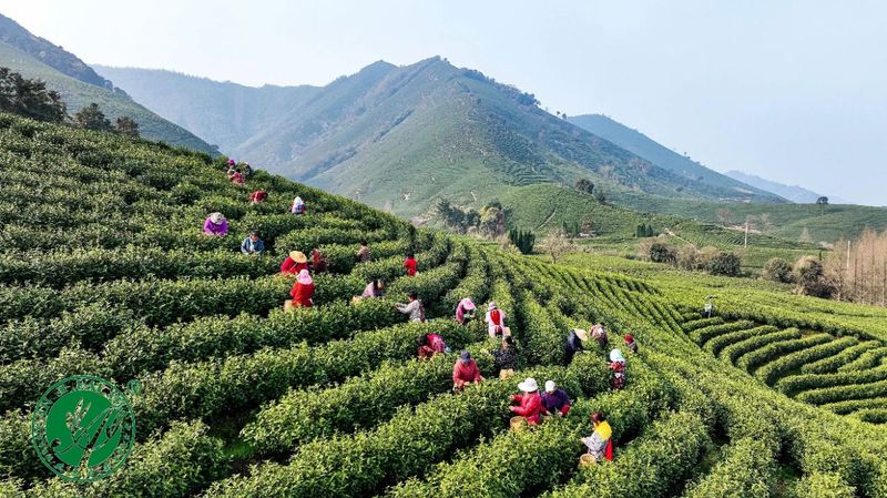 关于2024“安吉白茶”开采节有亮点!《茶叶区域公用品牌价值评价》团体标准发布!的相关信息(5)