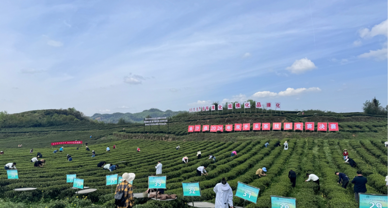 关于金沙县2024年春季万人双手采茶技能竞赛决赛暨金沙贡茶文化展示活动在安底镇举行的新闻(2)