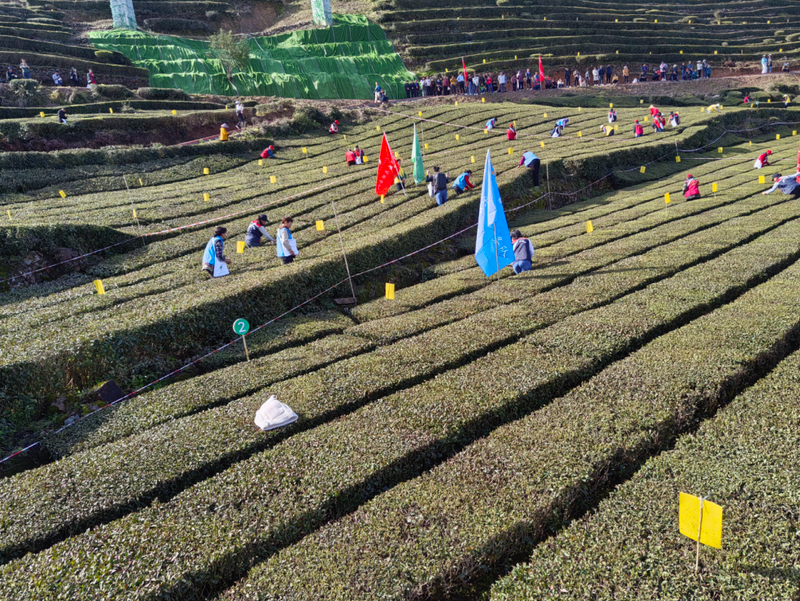 关于五峰探索以社会化服务破解“茶园之困”的信息