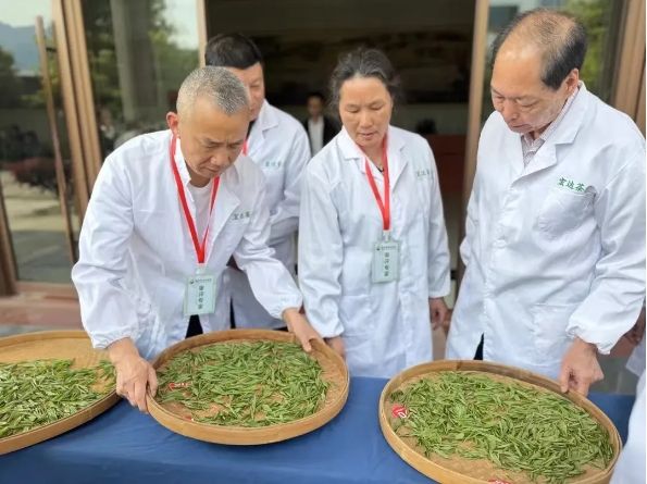 有关于政和白茶第二届采制茶技能竞赛举办的最新消息(1)