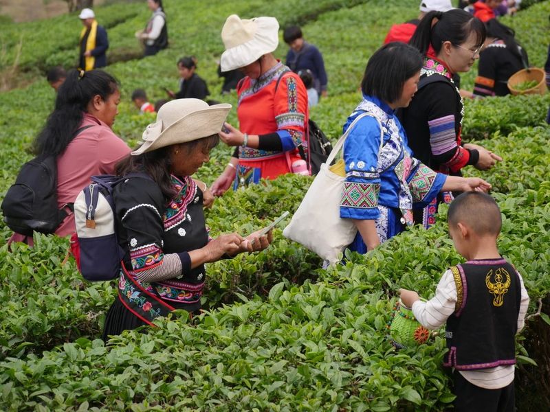 关于这杯宁洱普洱茶（贡茶）我先替您喝了的内容(4)