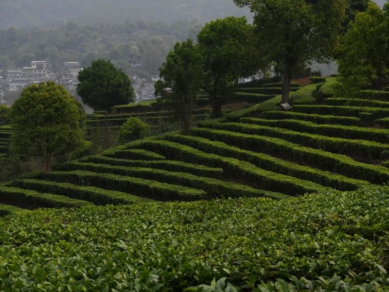 关于这杯宁洱普洱茶（贡茶）我先替您喝了的内容(6)