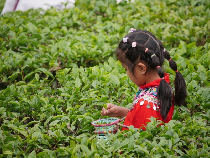 关于这杯宁洱普洱茶（贡茶）我先替您喝了的内容(8)