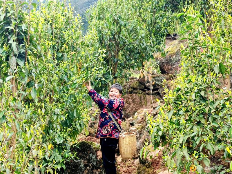 有关于习水：10万余株古茶树抢“鲜”采的内容(1)