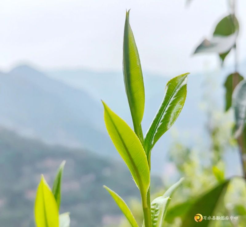 有关于习水：10万余株古茶树抢“鲜”采的内容(2)