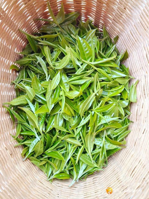 有关于习水：10万余株古茶树抢“鲜”采的内容