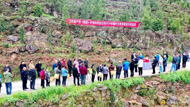 有关于习水：10万余株古茶树抢“鲜”采的内容(3)