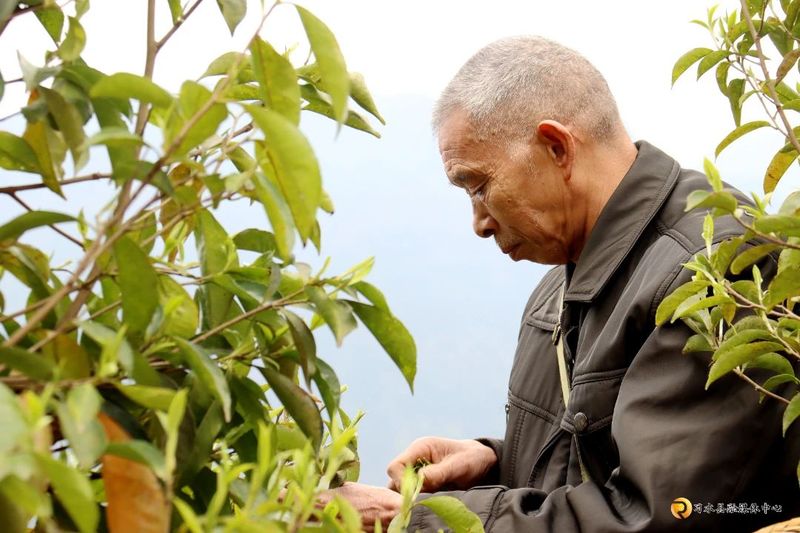 有关于习水：10万余株古茶树抢“鲜”采的内容(4)