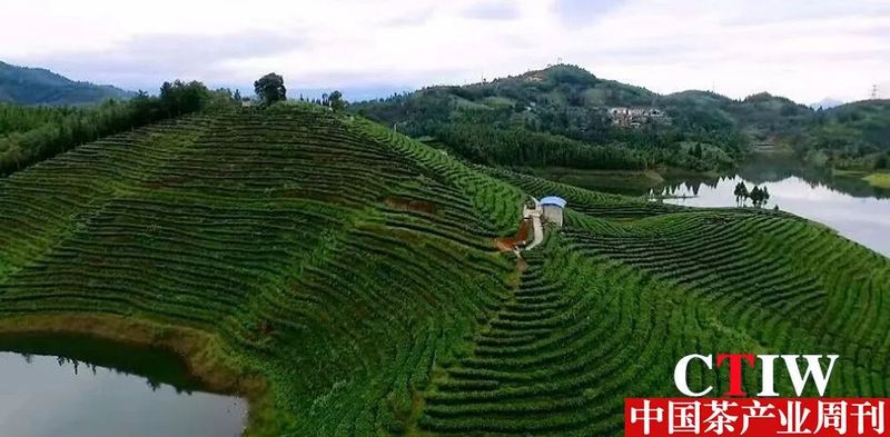 关于云南龙陵平达:茶产业健康向好发展的相关内容