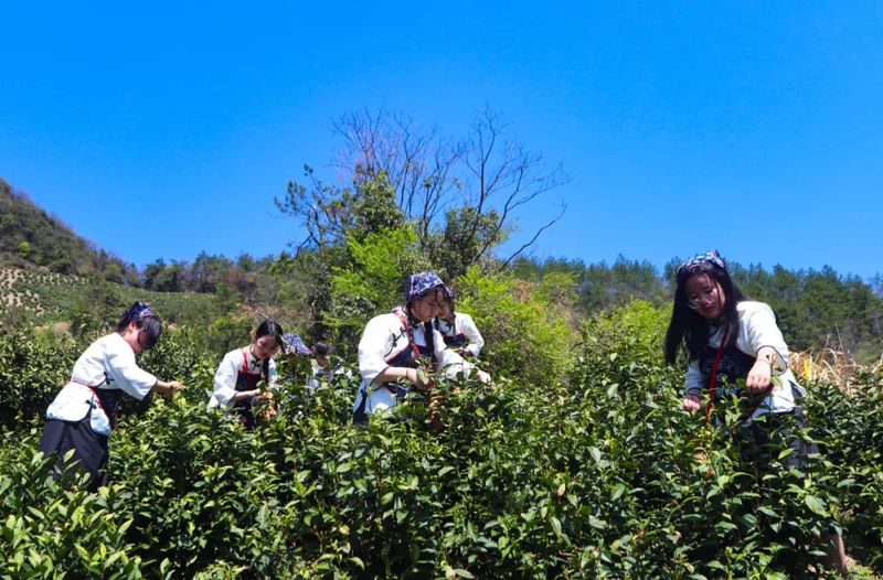 有关于以春之茗 共鉴芳华 休宁松萝第六届春茶节成功举办！的内容(8)