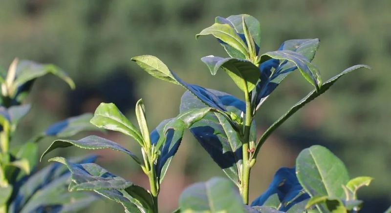 关于普安县产干茶1689.52吨 创综合产值10.42亿元的内容