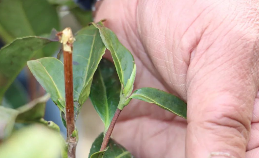 有关于今年头茬崂山春茶预计在谷雨前后开采的最新消息(1)
